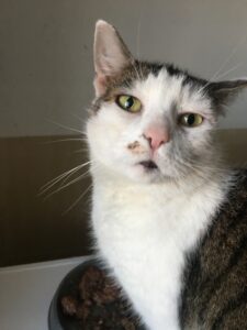 Uzdrowienie - kot po