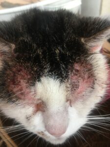 Uzdrowienie - kot przed